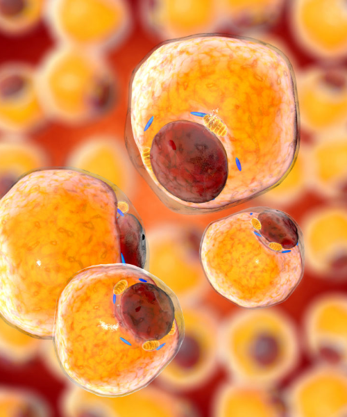 Adipose-Derived Stem Cells